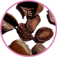 Hazelnut