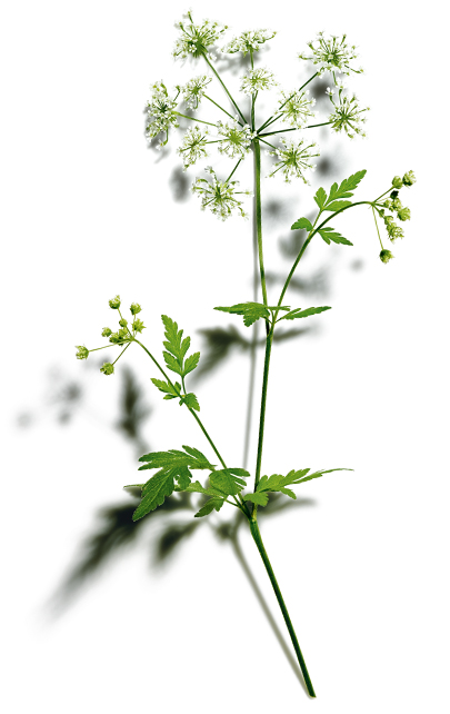 Wood chervil