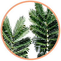 Acacia Senegal